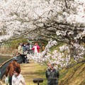 写真: 春爛漫 金光町丸山公園の桜開花 03