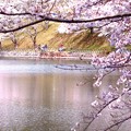 春爛漫 金光町丸山公園の桜開花 01