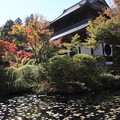 写真: 宝福寺の紅葉 10