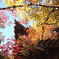 写真: 宝福寺の紅葉 04
