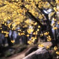 写真: 早春の種松山 11