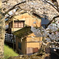 写真: 井倉堤の桜風景 10