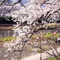 写真: 井倉堤の桜風景 07