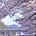 写真: 井倉堤の桜風景 04