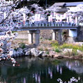 写真: 井倉堤の桜風景 03