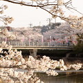 写真: 井倉堤の桜風景 02
