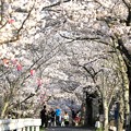井倉堤の桜風景 01