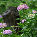 種松山の紫陽花 06