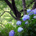 種松山の紫陽花 04