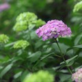 種松山の紫陽花 02