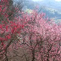 写真: 早春の種松山 01
