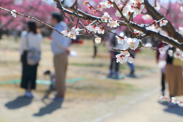 写真: 神崎梅園梅まつり 06