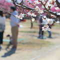 写真: 神崎梅園梅まつり 06