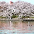 倉敷市酒津公園の桜風景 02