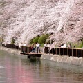 倉敷市酒津公園の桜風景 01