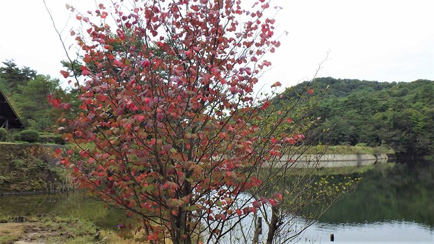 写真: ベニマンサク湖沿いの紅葉