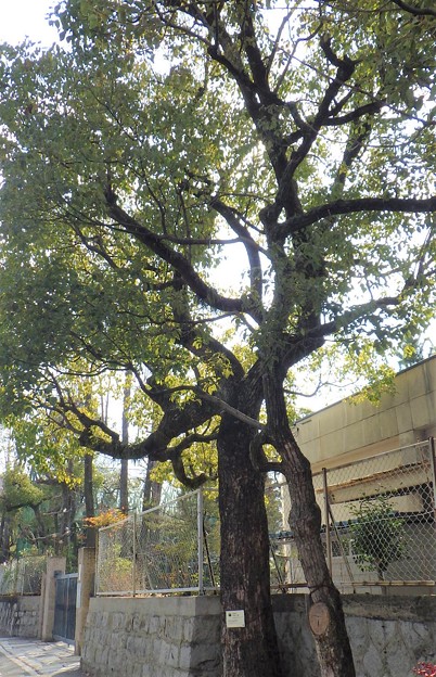 千田小学校にある被爆樹木スギノキ
