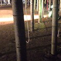 綱切されたたロープと竹