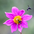 写真: ハチの楽園　3
