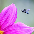 写真: ハチの楽園　7