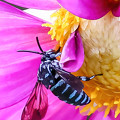 写真: ハチの楽園　10