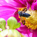 写真: ハチの楽園　12