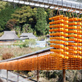 写真: 串柿の里　6