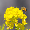 菜の花とミツバチ　1