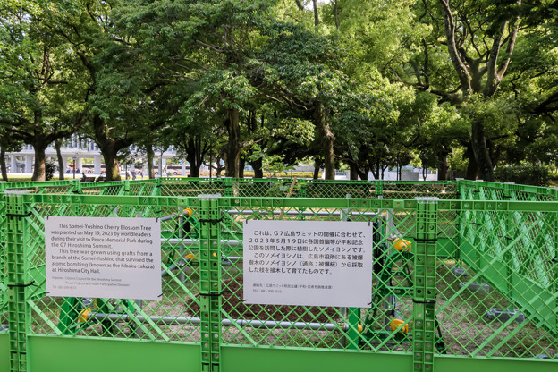 G7広島サミット植樹　1