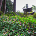 Photos: 岩湧寺とシュウカイドウ　1