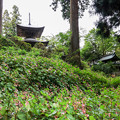 Photos: 岩湧寺とシュウカイドウ　2