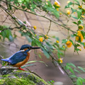 写真: 青い鳥　1