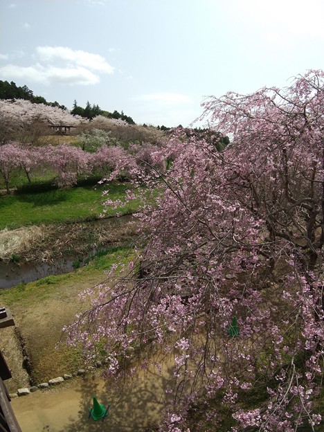 写真: 枝垂れ桜、ソｍケイヨシノ、ヤマザクラ饗宴
