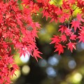 写真: 赤紅葉と木漏れ日ボケ