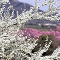 写真: 筑波山と桜並木バックに