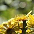 Photos: ツワブキの花
