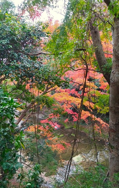 Photos: 養老渓谷と紅葉