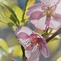 Photos: 山桜開花～～～試し撮り～～～♪