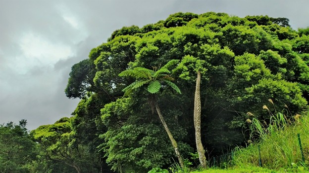 ヒカゲヘゴの木と鮮やかな色彩の森