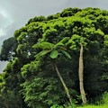 写真: ヒカゲヘゴの木と鮮やかな色彩の森