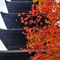 写真: 京都東寺の紅葉（スマホ）
