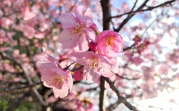写真: 広い公園に一本だけの桜（AIスマホ）