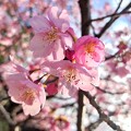 写真: 広い公園に一本だけの桜（AIスマホ）