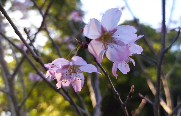 貴重な桜開花（スマホ）
