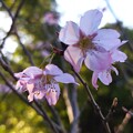 写真: 貴重な桜開花（スマホ）