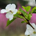 写真: ハナズオウをバックに葉桜