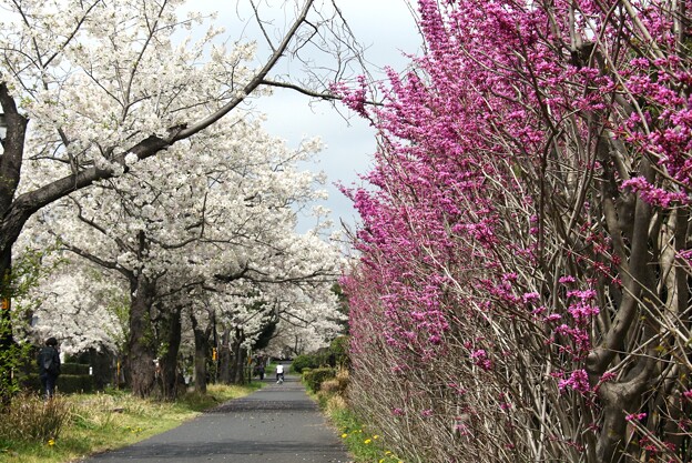 何時もの散歩道にハナズオウと桜並木