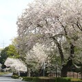 写真: 洞峰公園通りの桜