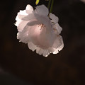 写真: 八重桜子