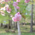 写真: 蔵出し桜